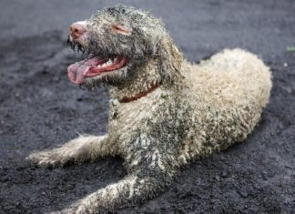 Действительно ли домашние животные укрепляют наш иммунитет