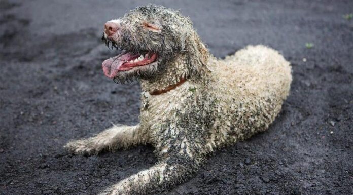 Действительно ли домашние животные укрепляют наш иммунитет