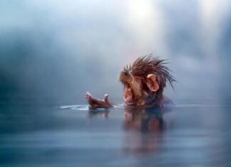 Ученые выяснили, что раннему предку человека на миллион лет больше, чем считали