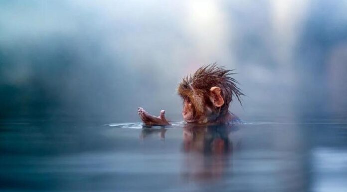 Ученые выяснили, что раннему предку человека на миллион лет больше, чем считали