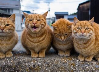 Почему некоторые кошки не громко, а другие ведут себя тише