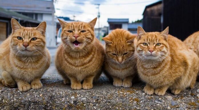 Почему некоторые кошки не громко, а другие ведут себя тише