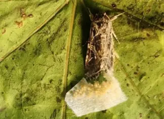 Тайные отношения. Животные слышат неуловимые звуки растений и реагируют на них