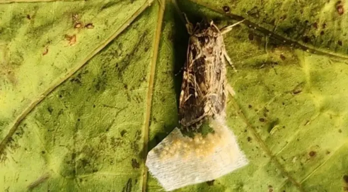 Тайные отношения. Животные слышат неуловимые звуки растений и реагируют на них