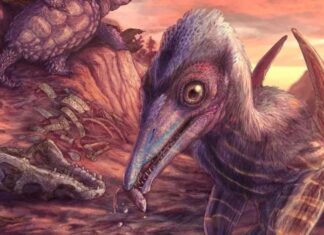 Челюсти 200 миллионов лет: ученые обнаружили новый вид птерозавра