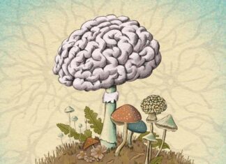 Могут ли грибы вызвать болезнь Альцгеймера или шизофрения