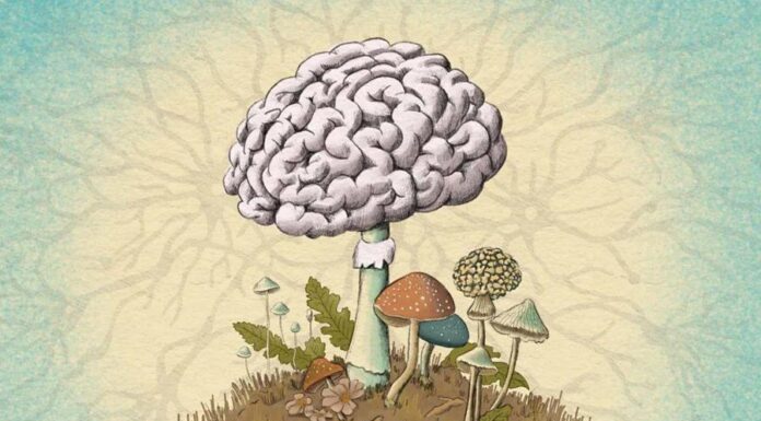 Могут ли грибы вызвать болезнь Альцгеймера или шизофрения