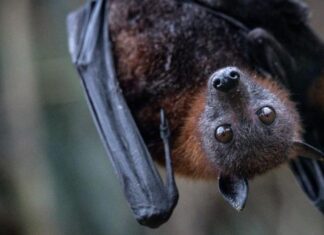 Женщина вынуждена разделить свой дом с сотнями летучих мышей