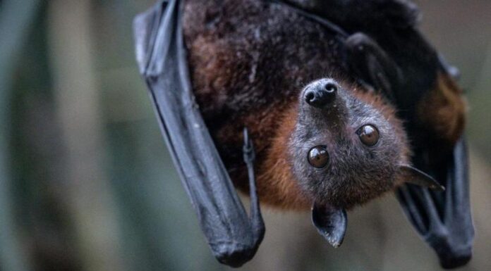 Женщина вынуждена разделить свой дом с сотнями летучих мышей