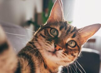 Оказывается, кошки страдают от той же коварной болезни, что и люди. Как это поможет в лечении обоих