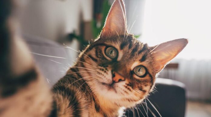 Оказывается, кошки страдают от той же коварной болезни, что и люди. Как это поможет в лечении обоих