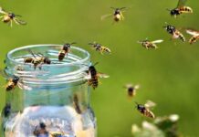 Осы нападают на вас в отпуске: простые правила, как с ними бороться