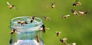 Осы нападают на вас в отпуске: простые правила, как с ними бороться