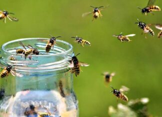 Осы нападают на вас в отпуске: простые правила, как с ними бороться