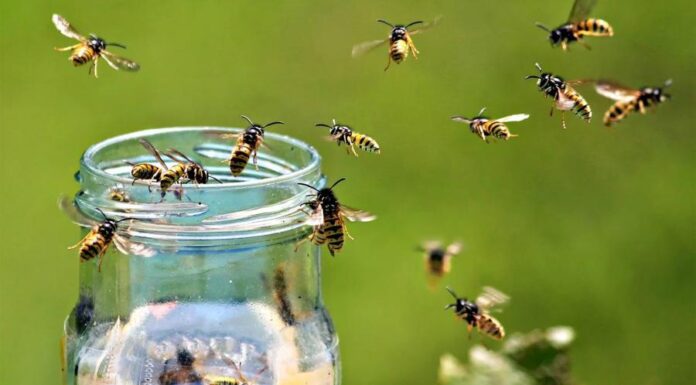 Осы нападают на вас в отпуске: простые правила, как с ними бороться