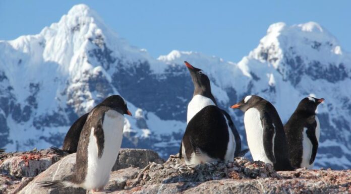 Холодное лето 2025 года — глобальное потепление лень взяла паузу?