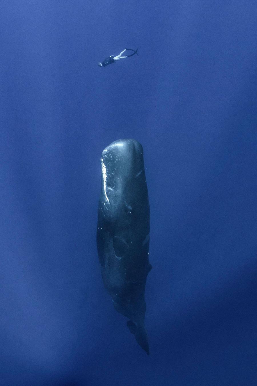 Seal people: те, кто ныряет на глубину более 100 метров без снаряжения 4 f5c57fd03ada62e8e7e8143901a76683