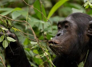 Ученые говорят, что шимпанзе «пьет» бутылку пива ежедневно: поскольку это связано с притяжением людей к алкоголю