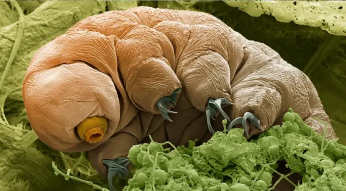 Жуткие существа, которые переживут нас всех: что люди могут узнать в них