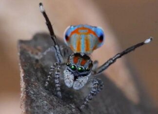 Темная ДНК: что это такое и какие тайны жизни она скрывает