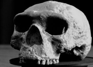 Череп возрастом в миллион лет переписывает историю эволюции человека