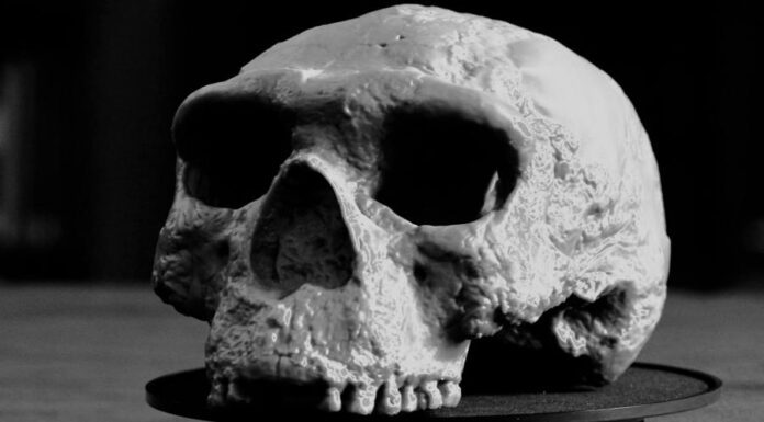 Череп возрастом в миллион лет переписывает историю эволюции человека