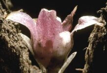 Самая редкая орхидея, которая растет под землей и никогда не видит света