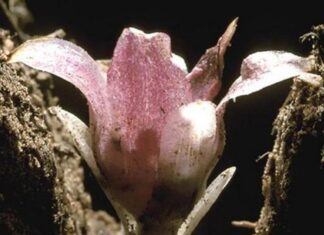 Самая редкая орхидея, которая растет под землей и никогда не видит света