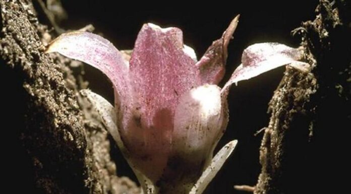 Самая редкая орхидея, которая растет под землей и никогда не видит света