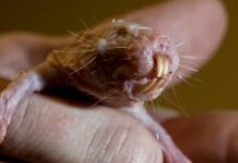 Маленькие и цепкие колбаски с зубами: как голые землекопы раскрывают секрет долголетия