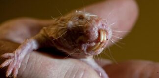 Маленькие и цепкие колбаски с зубами: как голые землекопы раскрывают секрет долголетия