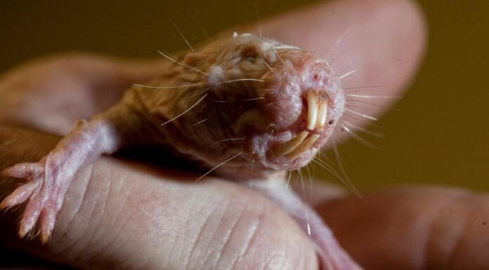 Маленькие и цепкие колбаски с зубами: как голые землекопы раскрывают секрет долголетия