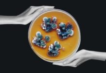 Загадочная чернобыльская плесень, которая «питается» радиацией: как ее можно использовать