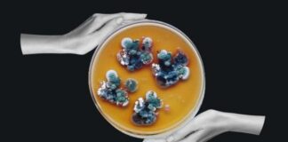 Загадочная чернобыльская плесень, которая «питается» радиацией: как ее можно использовать