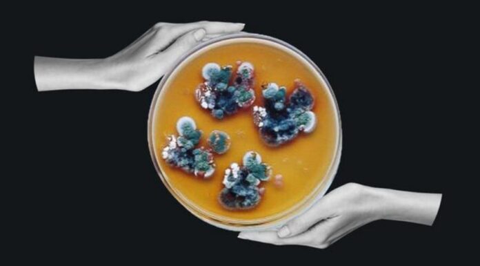 Загадочная чернобыльская плесень, которая «питается» радиацией: как ее можно использовать