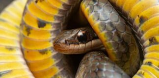 Животные, которые могут обмануть смерть: как они это делают