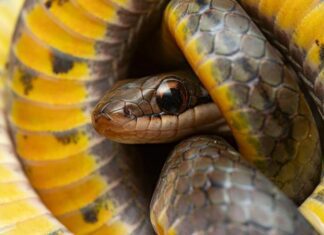 Животные, которые могут обмануть смерть: как они это делают