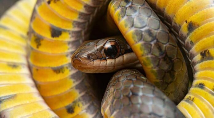 Животные, которые могут обмануть смерть: как они это делают