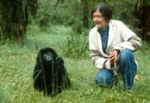 Удивительная жизнь и загадочная смерть первого исследователя горилл