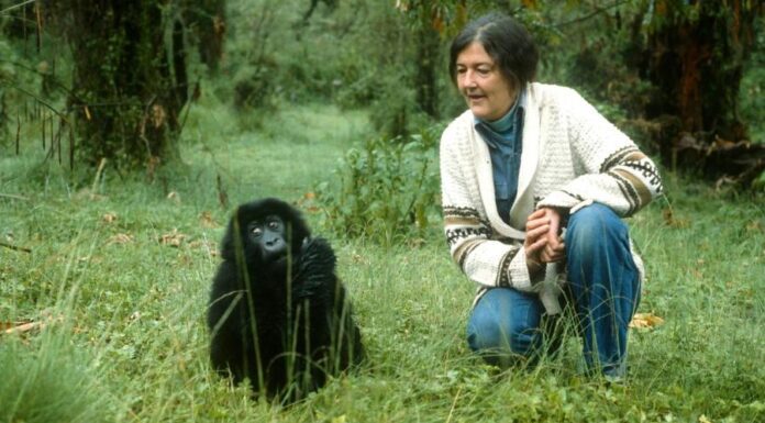 Удивительная жизнь и загадочная смерть первого исследователя горилл