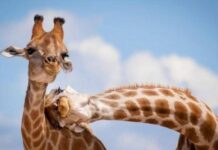 Кто главные любовники на Земле? Новое исследование удивляет