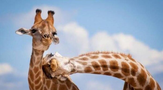 Кто главные любовники на Земле? Новое исследование удивляет