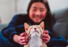 Когда кошки подружились с людьми: ученые выяснили, что это произошло не так давно