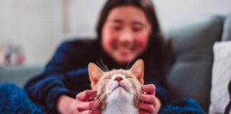 Когда кошки подружились с людьми: ученые выяснили, что это произошло не так давно