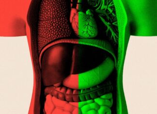 Можно ли стареть медленнее – и каково назначение кишечника