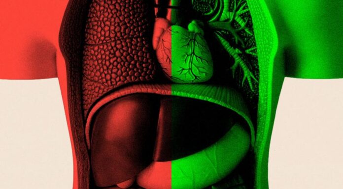 Можно ли стареть медленнее – и каково назначение кишечника
