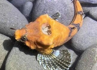 «Дыра» в голове: ученые разгадали тайну странной рыбы