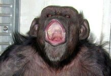 Шимпанзе, умевший считать и рисовать. Легендарное животное умерло в возрасте 49 лет.