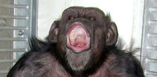 Шимпанзе, умевший считать и рисовать. Легендарное животное умерло в возрасте 49 лет.