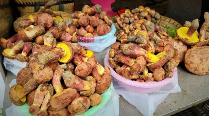 Загадочные грибы, благодаря которым люди видят крошечных человечков